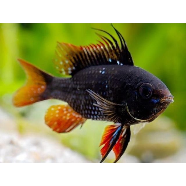 Microgeophagus Ramirezi Black 3-4cm