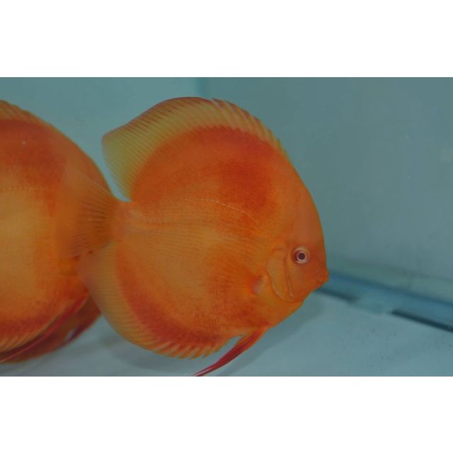 Albino SanMerah 4/6cm