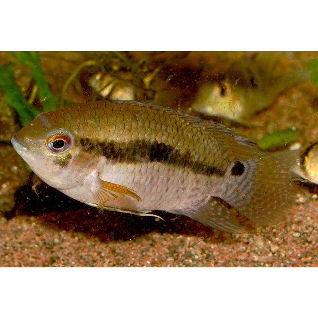 Cichlasoma Amazonarum