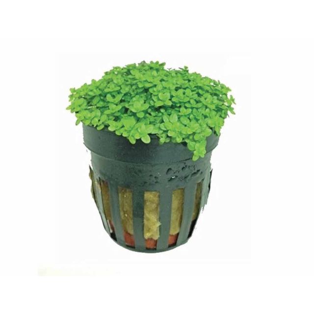 Hemianthus callitrichoides "Cuba"