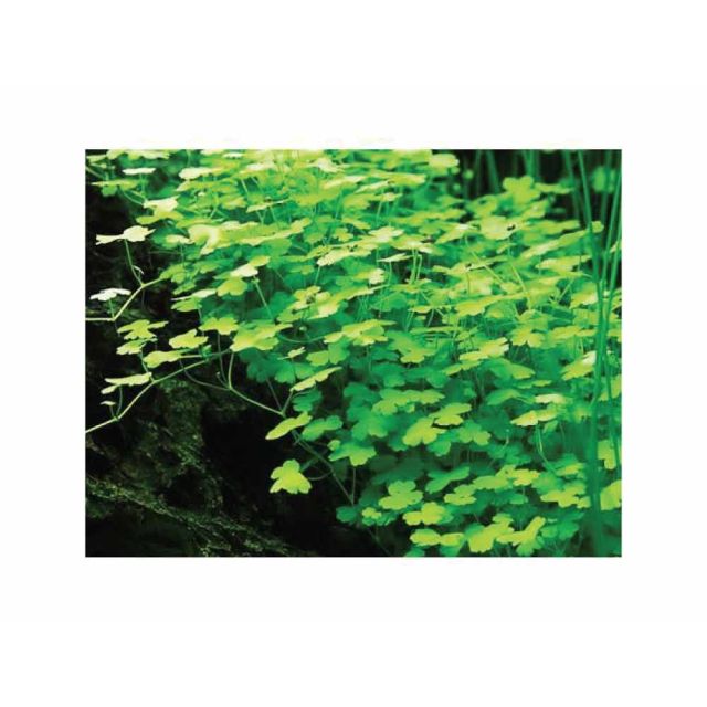 Hydrocotyle tripartita