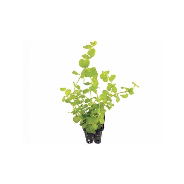 lysimachia nummularia aurea