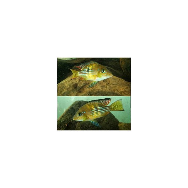 Gymnogeophagus terrapurpura 3-4cm