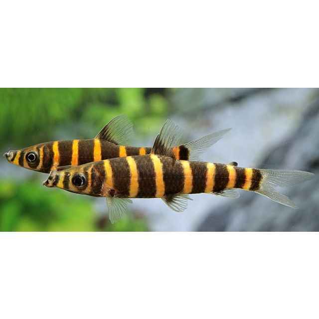 Synaptolaemus Latofasciatus 7-10cm