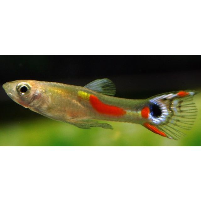 COPPIA Guppy Endler white peacock 1-1,5cm