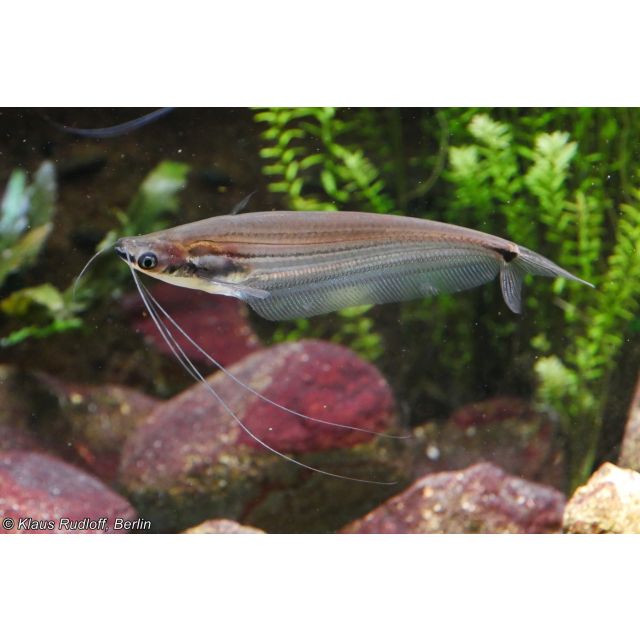 Ompok pinnatus 8-10cm