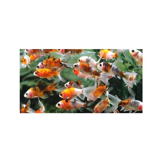 Shubunkin Calico 12-15cm