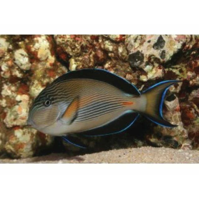 Acanthurus sohal 8-10cm