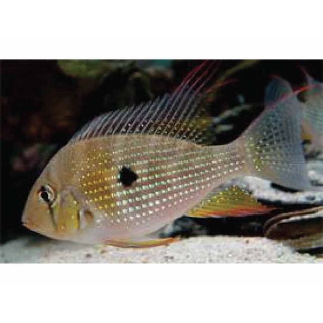 Acarichthys heckelii 4-6cm