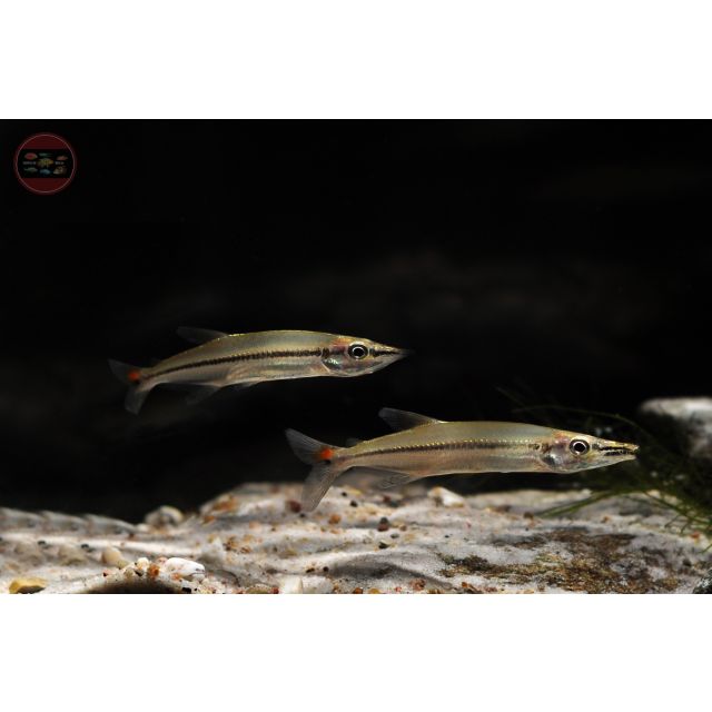 Acestrorhynchus isalineae 5-7cm