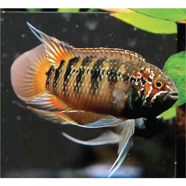 Nannacara adoketa 5-6cm