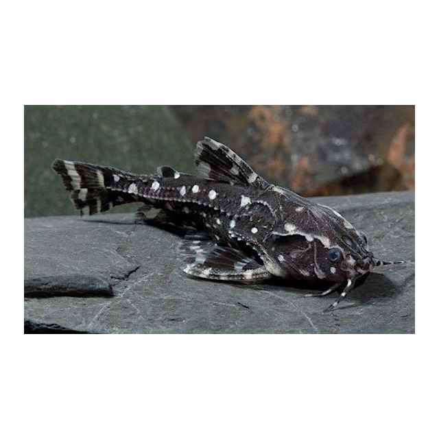 Agamyxis Pectinifrons 4-6cm