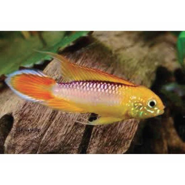 COPPIA Apistogramma Agassizii fire red 3-4cm