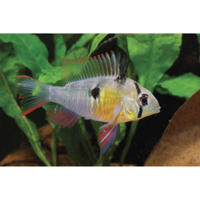 Microgeophagus altispinosa 4-6cm