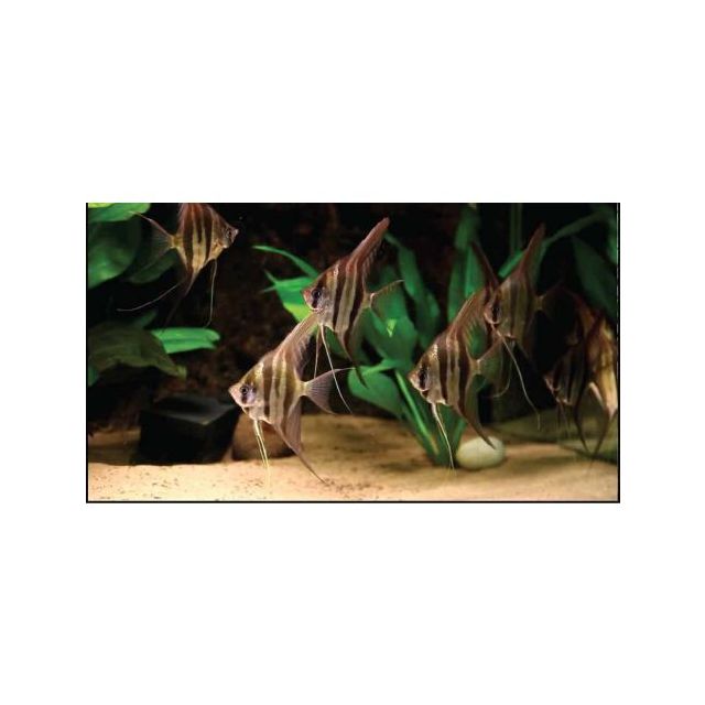 Scalare altum F1 RIO INIRIDA 3-4cm diametro corpo