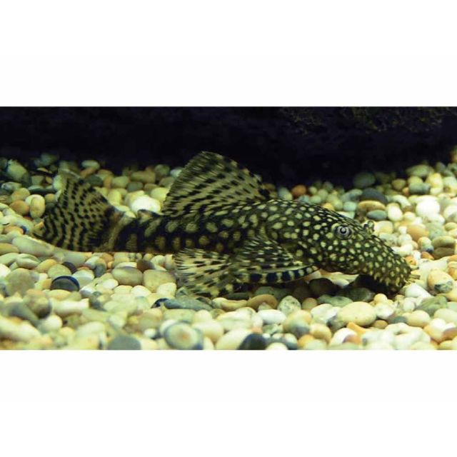 Ancistrus black 5-7cm