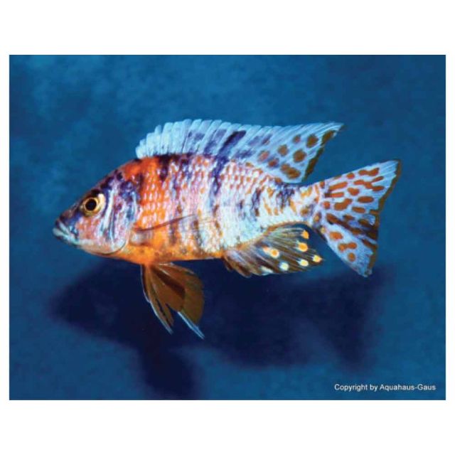 Aulonocara Marmalade 5-7cm