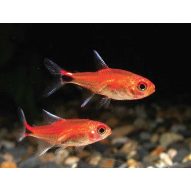 Axelrodia riesei 0,5-1cm