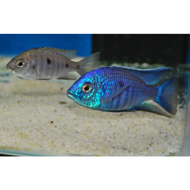 Copadichromis azureus 6-7cm