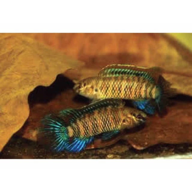 Badis Badis 2/3cm