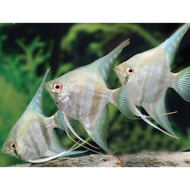 scalare belem sky blue 5-7cm