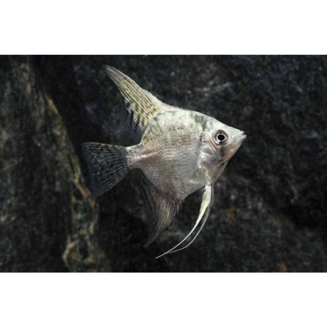 Scalare California 3-5cm