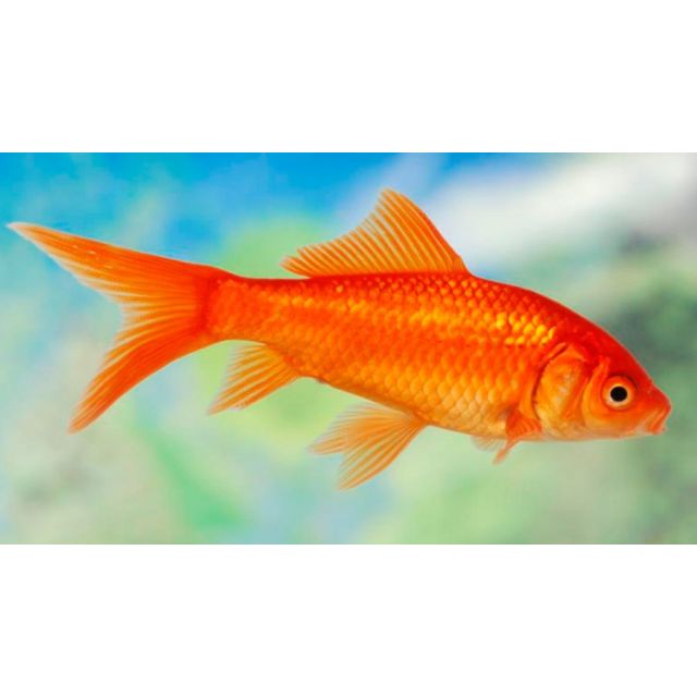 Carassius Auratus "Pesce Rosso" 4/7cm