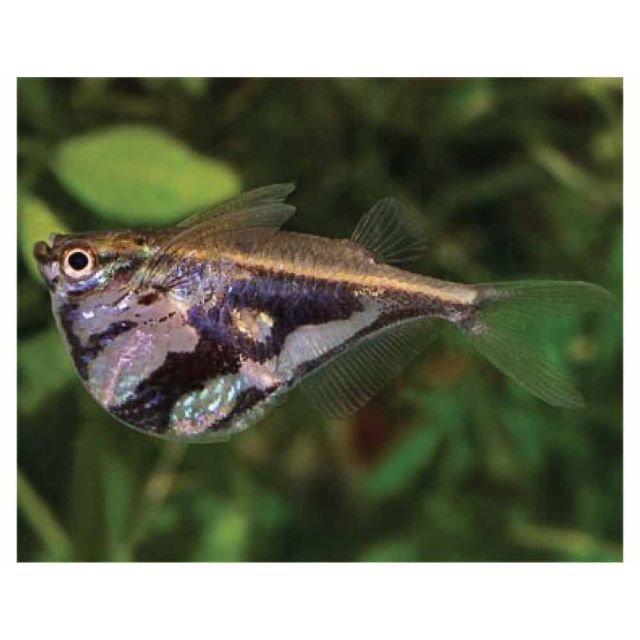 Carnegiella Strigata 2-4cm