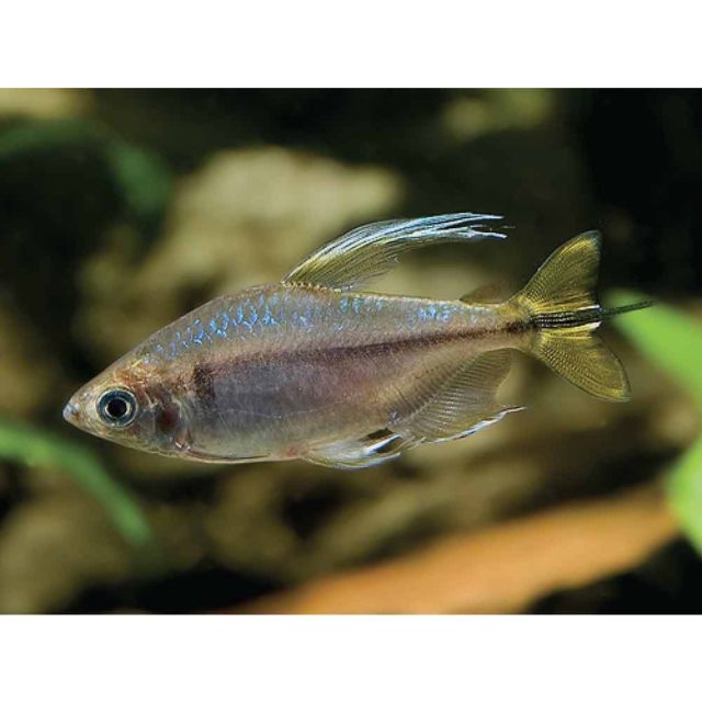 Hemigrammopetersius Caudalis 3-4cm