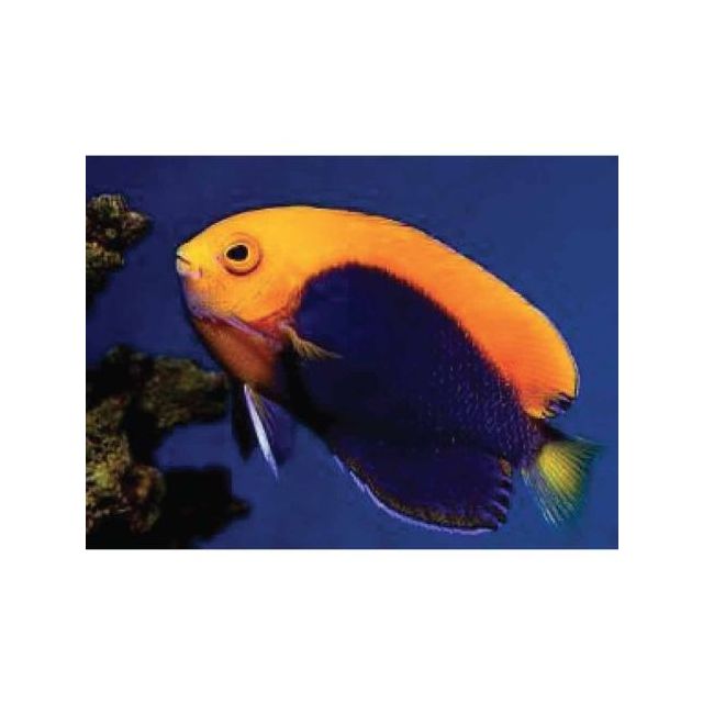 Centropyge Acanthops 6cm