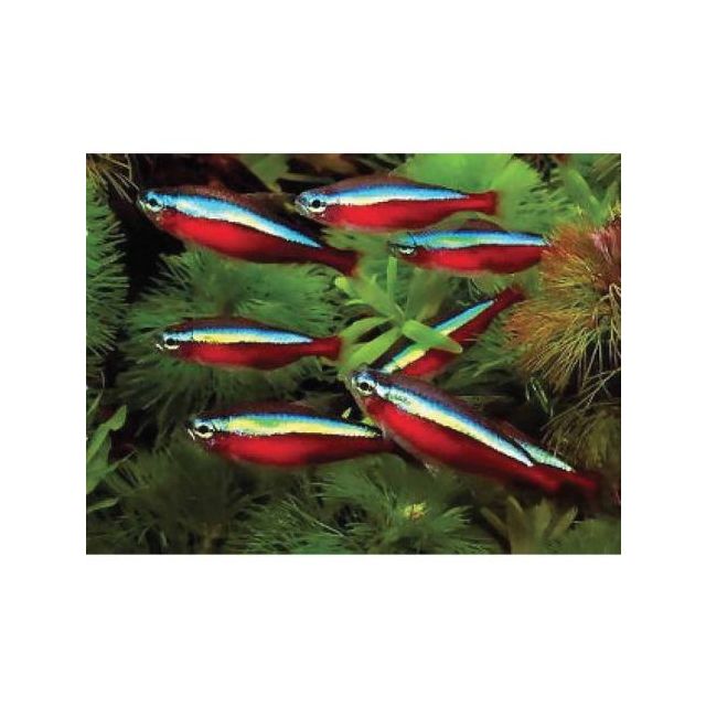 Pheirodon axelrodi "cardinali" TG M 1,5-2 cm