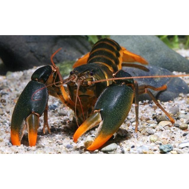 Cherax snowden orange tip 6-8cm