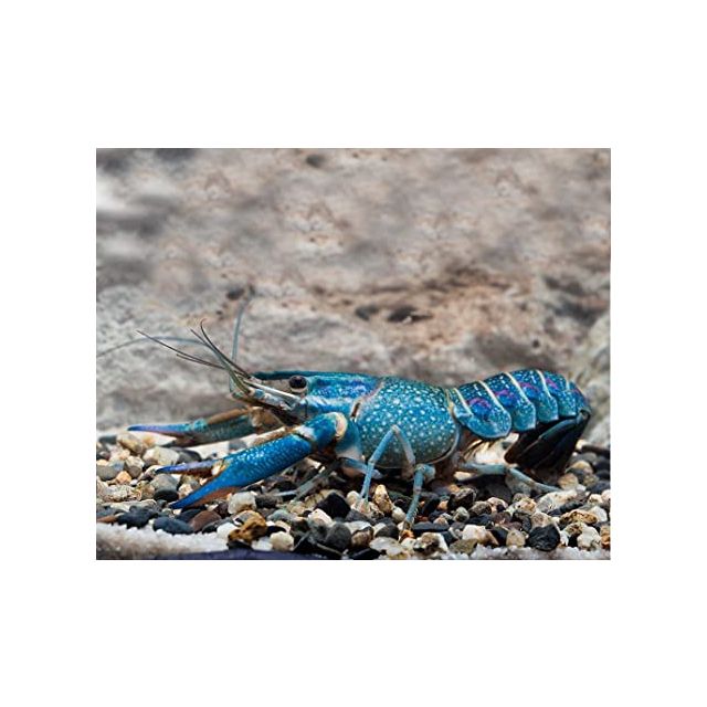 Cherax Quadricarinatus 4-5cm