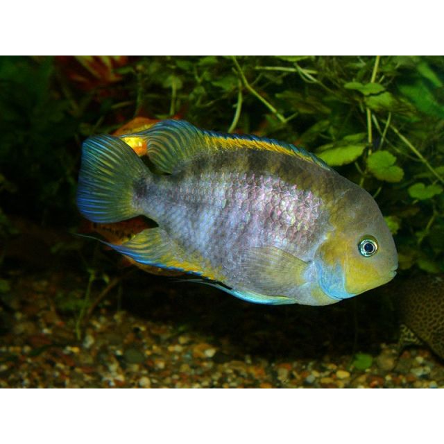 Cichlasoma Sajica 4-5cm