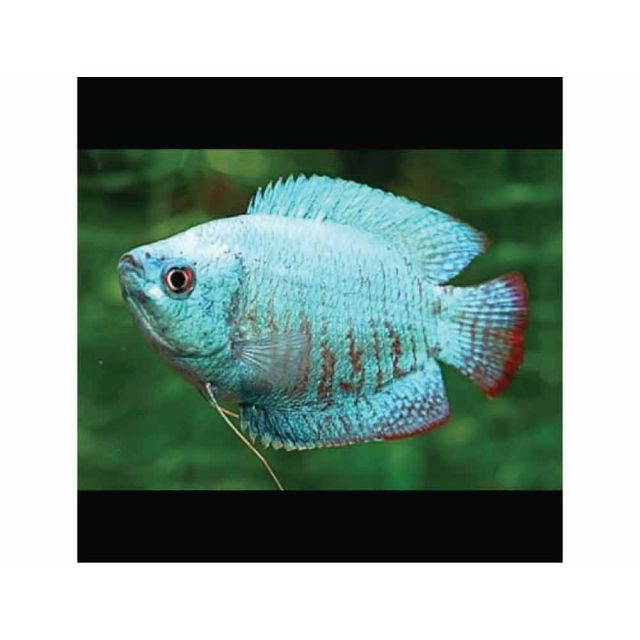 Colisa Cobalto 4/5cm