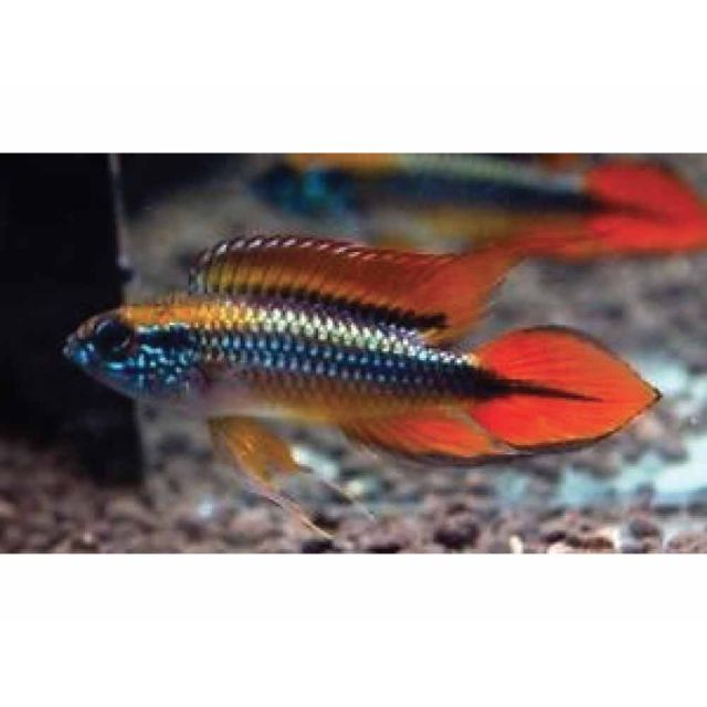 COPPIA Apistogramma Agassizii Double red 3-4cm