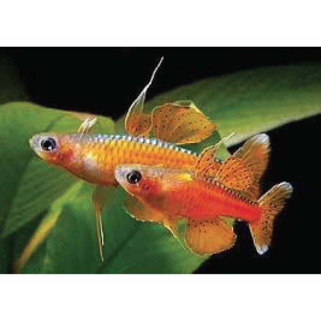  Pseudomugil luminatus 1-2cm