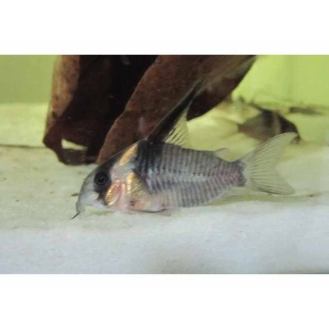 Corydoras CW45