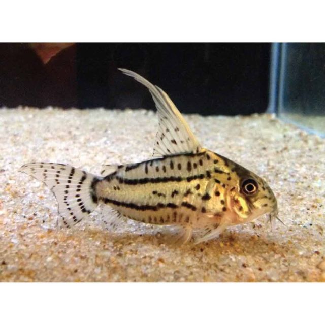 Corydoras Schwartzi HIGH FIN CW28 5-6cm