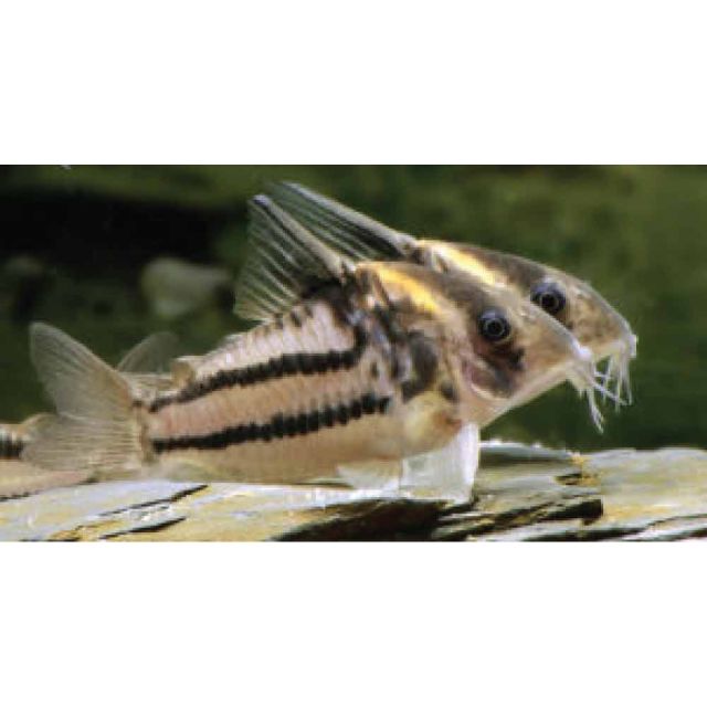 Corydoras aff.parallelus CW127 6-8cm