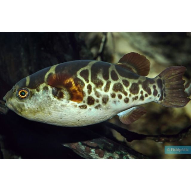 Tetraodon Fluviatilis 3-4cm