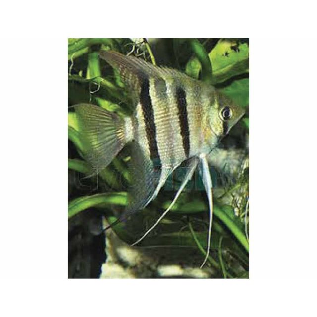 Scalare dumerilii 2-3cm Ø