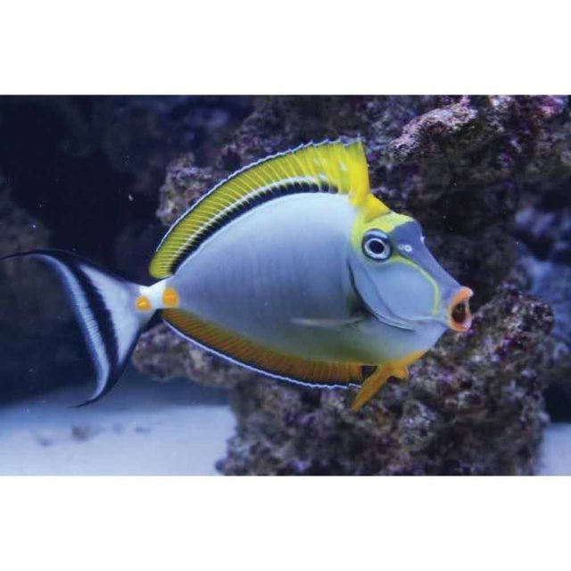 Naso Elegans Taglia 6-8cm