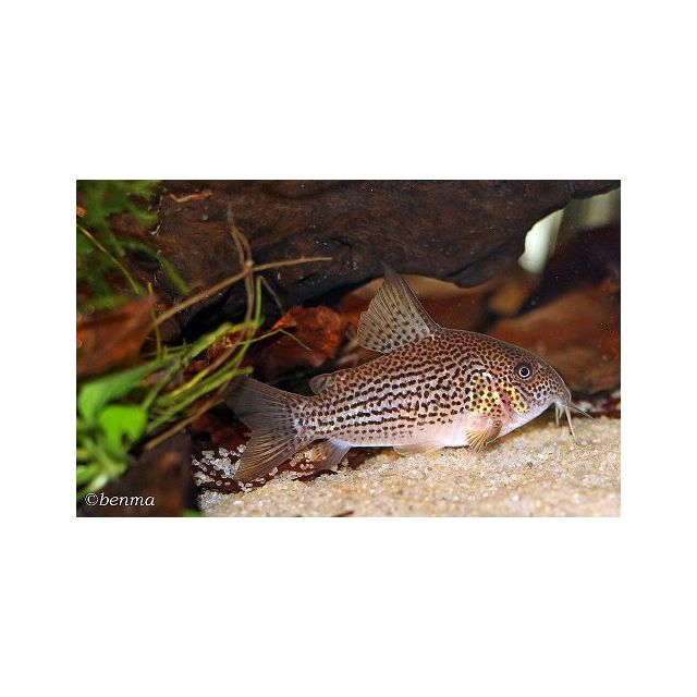 Corydoras eversi c65 3-4cm