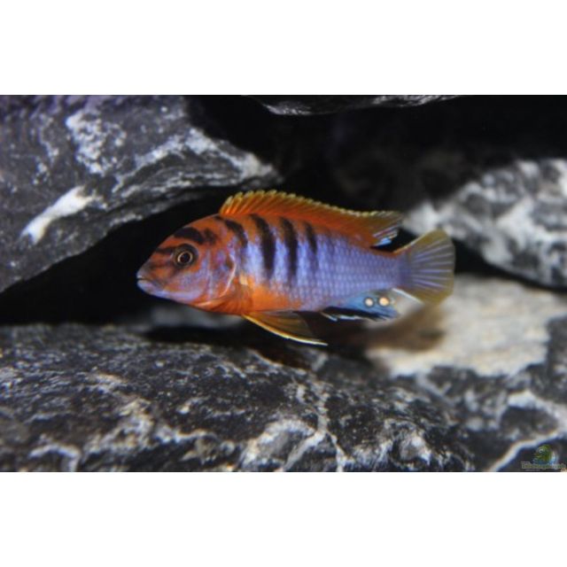Labidochromis Hongi super red top 5cm