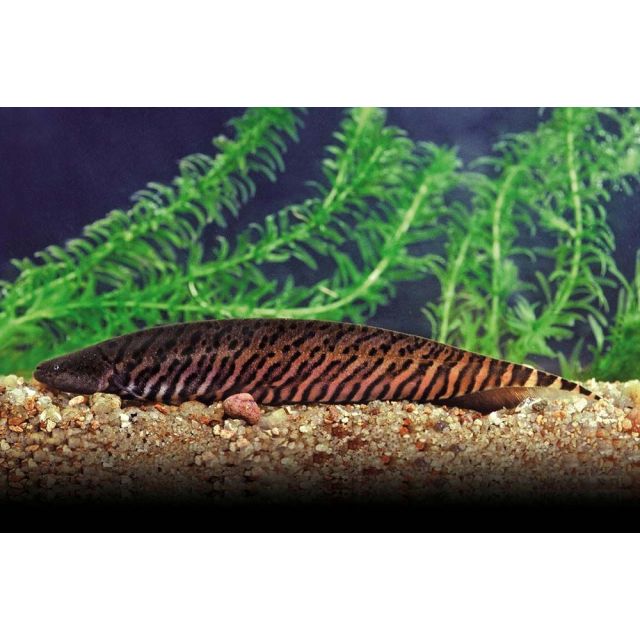 Gymnotus carapo 11-15cm