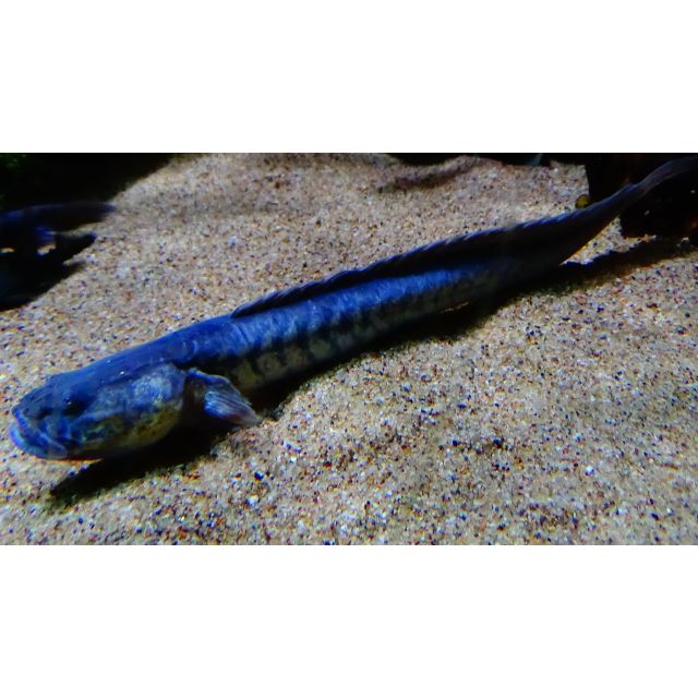 Gobioides broussonnetii 14-18cm