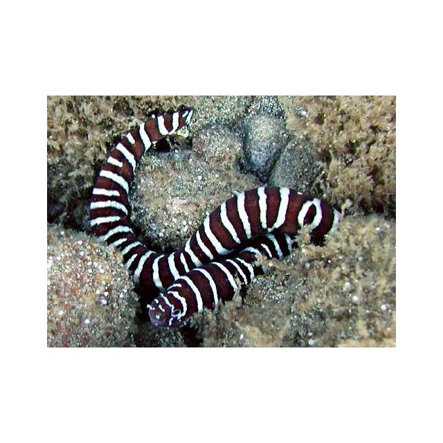 Echidna zebra 15-20cm