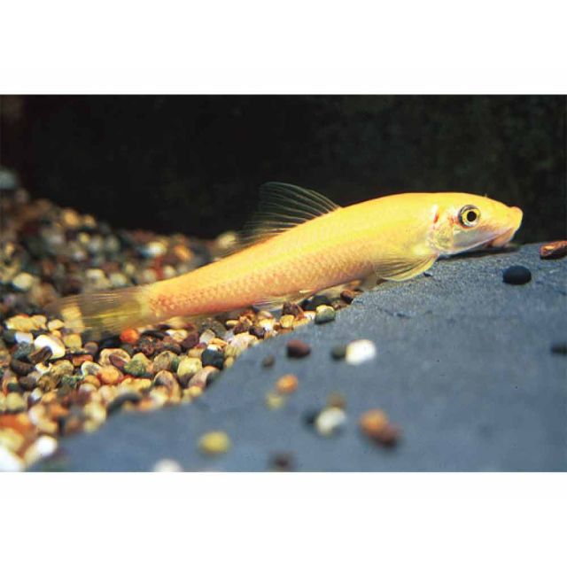 Gyrinocheilus Aymonieri gold 4-6cm