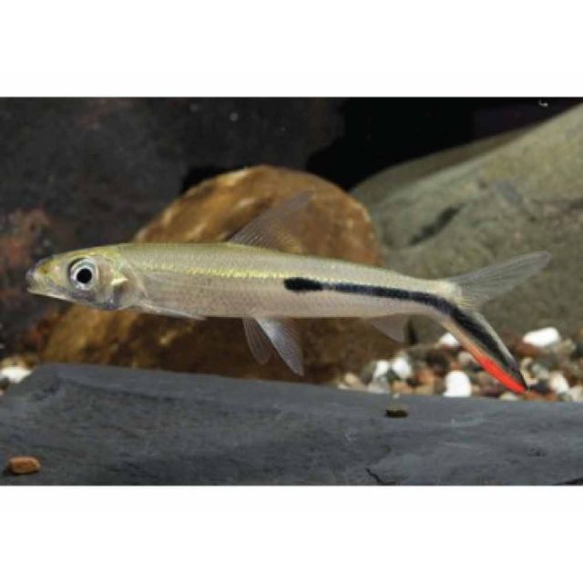 Hemiodopsis Gracilis/red tail 5-7cm